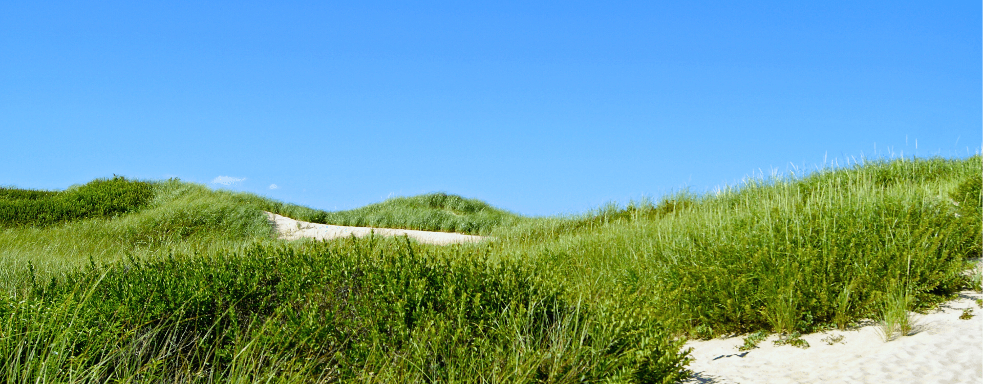 Lush green dunes under a clear blue sky.