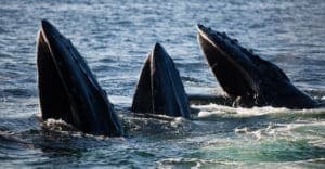 Three whales surface in the water.