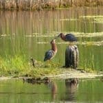 Two birds are perched near a grassy bank by a tranquil water body.