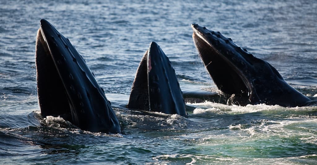 Three whales' mouths are open above the water's surface.