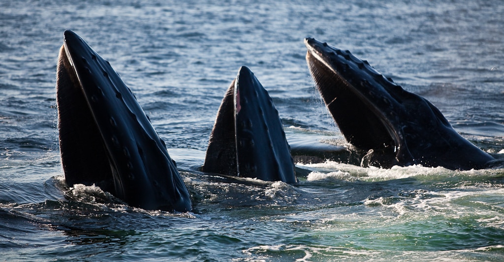 Close up of three whales breaking the water with their mouths.
