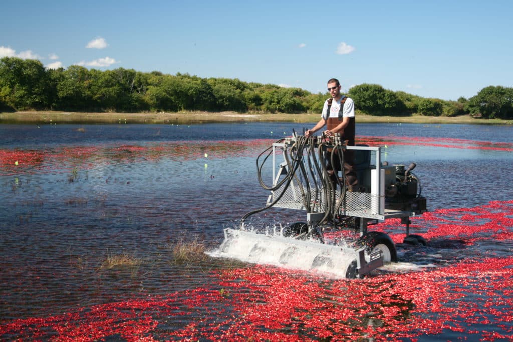 Cape Cod Cranberry Bog Tours