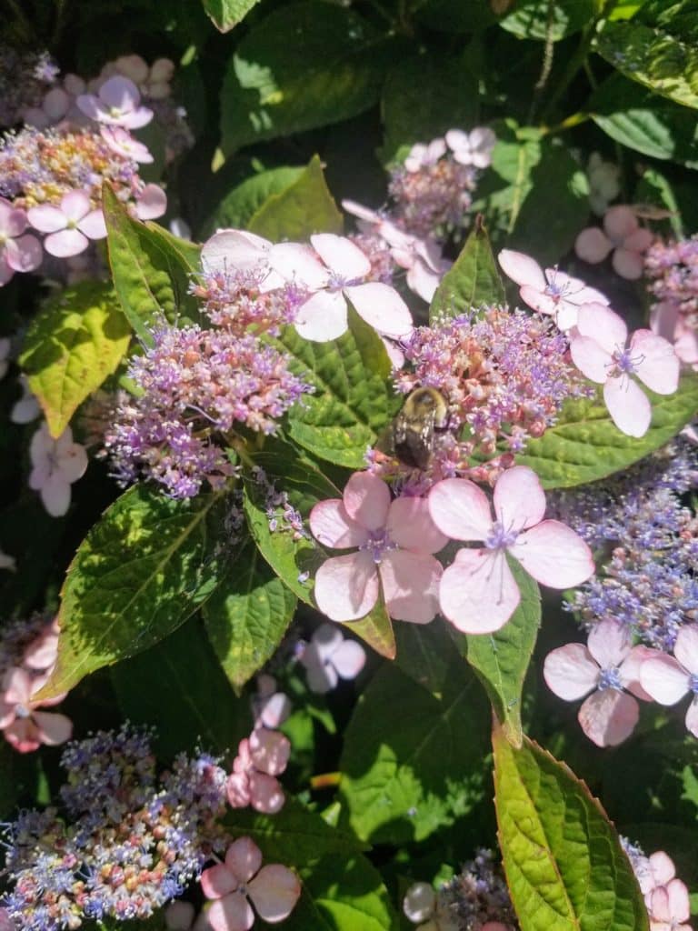 Cape Cod Hydrangea Festival 2019